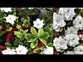 सुगंधराज के पौधे पर ज्यादा से ज्यादा फूल पाने का तरीका/ Fragrant Flower Gardenia/Care Of Sugandhraj/