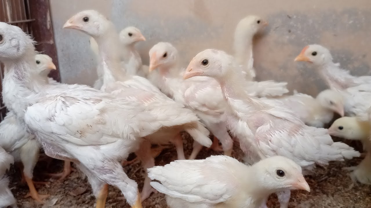 White Aseel Hira Chicks Paper white Shamoo Cross Chicks - Unique Birds Info