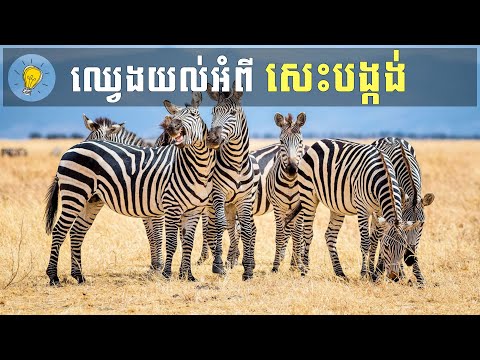 S01E01: ឈ្វេងយល់អំពី សេះបង្កង់ ទ្វីបអាហ្វ្រិក | Learning about Zebras in Africa