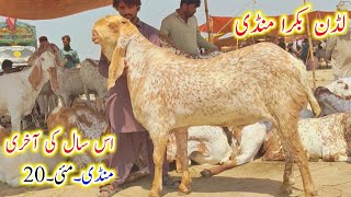 Luddan bakra mandi update/20 May 2026/ye saal ki akhri mandi k fresh rate/Bakra Eid 2026