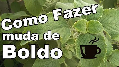 Como brotar boldo?