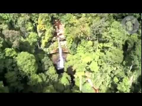 Vidéo: Le Plus Grand Arbre Tropical De Malaisie - Vue Alternative