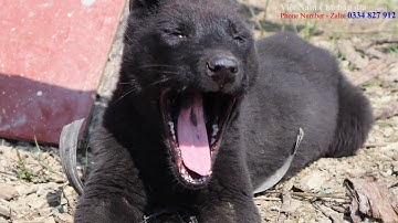 Bản năng hoang dã tự nhiên của Chó H