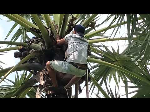 Video chặt trái thốt nốt - youtube