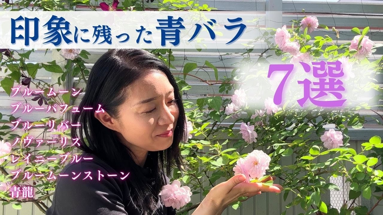 今まで見てきた青バラ(紫バラ)で印象深かった品種をご紹介します - YouTube