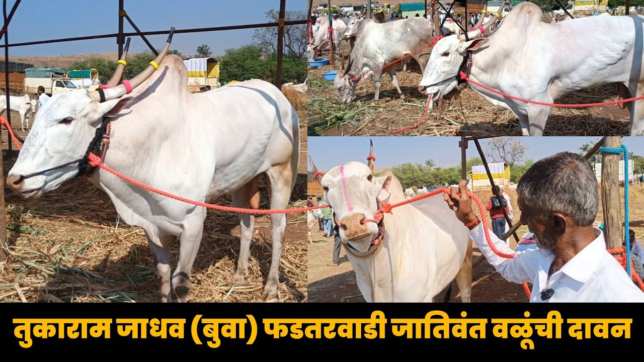 तुकाराम जाधव ( बुवा ) फडतरवाडी यांची जातिवंत वळूंची दावन