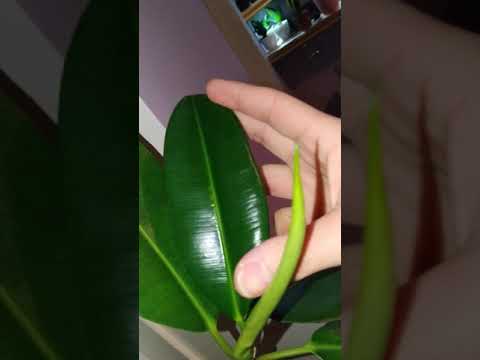 Video: Ficus Robusta (25 şəkil): Evdə Elastik Ficusa Qulluq Xüsusiyyətləri. Təbiətdə Rezin Daşıyan Ficusun çiçəklənməsi Arasındakı Fərq Nədir?