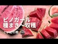 小玉スイカ「ピノガール」種まき～収穫まで【ピノガール】【小玉スイカ】【まとめ】【家庭菜園】