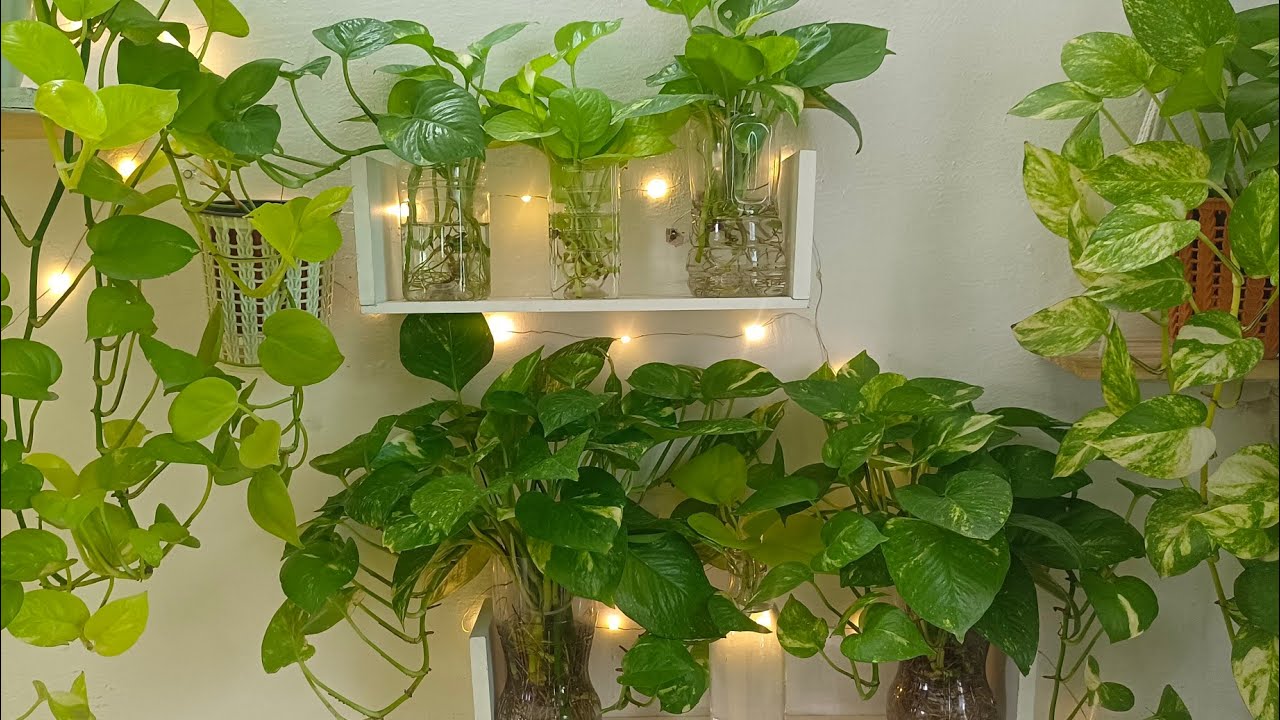 Мой секрет выращивания здоровых и пышных бонсай в воде || Советы по уходу для ММ @leafylife550