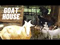 GOAT HOUSE IN THE MOUNTAINS WHERE ONLY GOATS LIVE| LIVING DIFFERENTLY