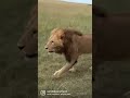 Imagine a lion coming this close