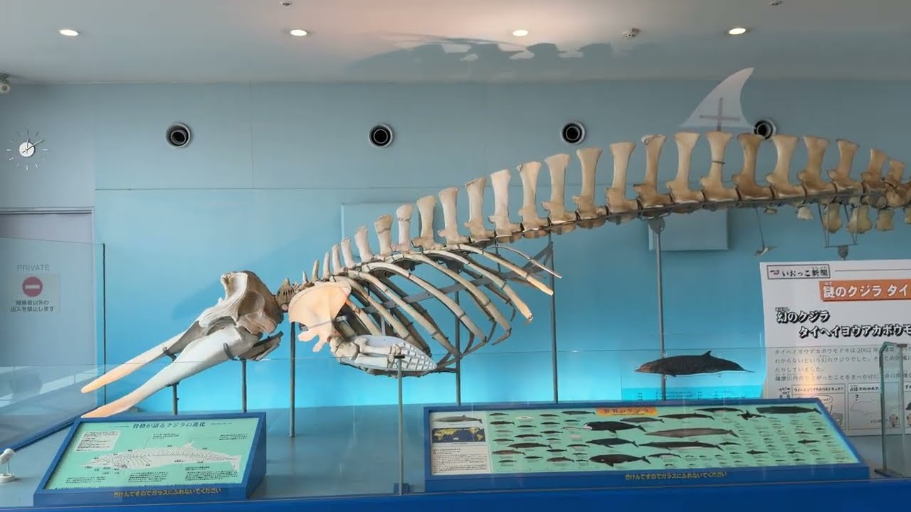 タイヘイヨウアカボウモドキ全身骨格標本！いおワールドかごしま水族館
