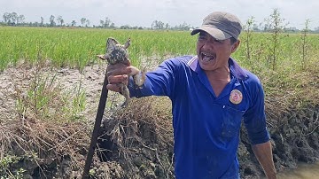 Cái Đồng Gì Mà Toàn Hàng Khủng Đem Nướng Kiểu Mới Ăn Là Ghiền Luôn.Góc Làng Quê#781