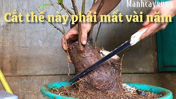 Định hình cây Lộc vừng có demo