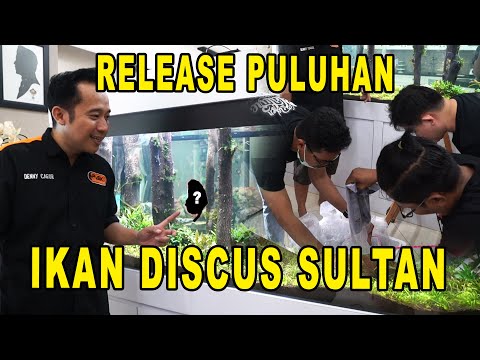FINISHING QAMUARIUM TERBARU !! DAN DIISI PULUHAN IKAN DISCUS SULTAN YANG HARGANYA JUTAAN