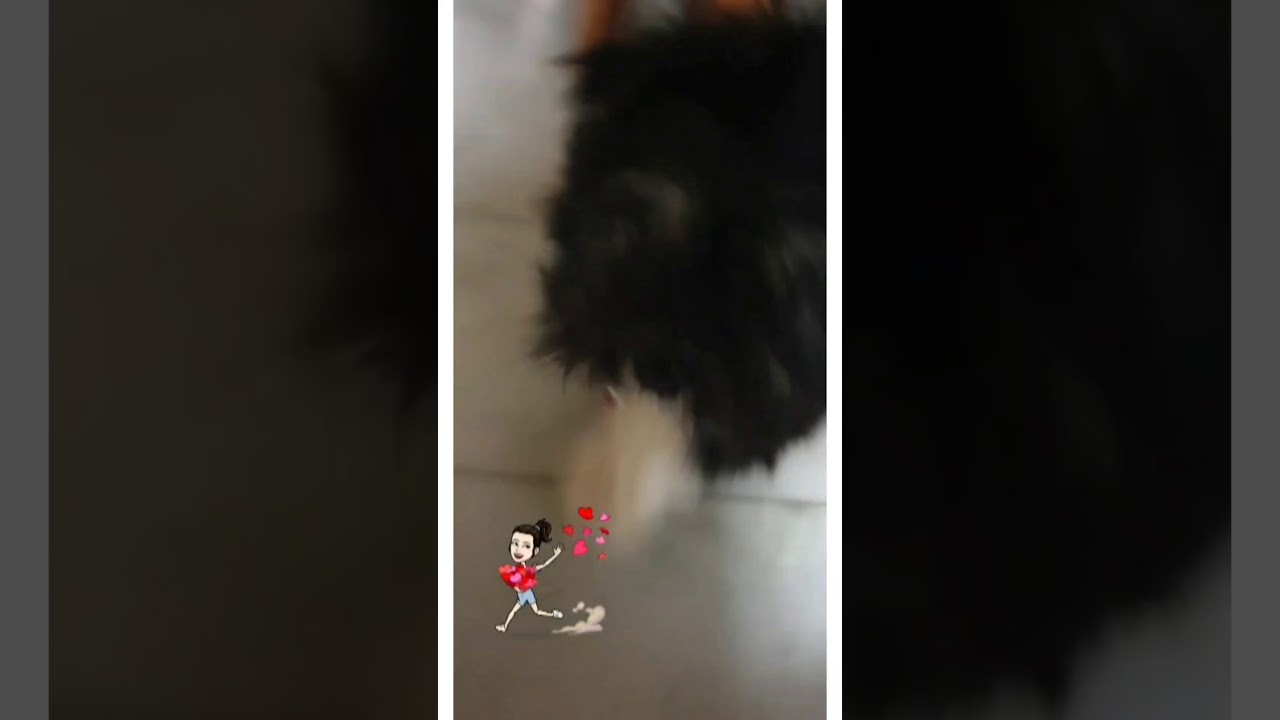 dog cute walk || dog cute and happy moments || Lhasa Apso