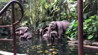 Jungle cruise live
