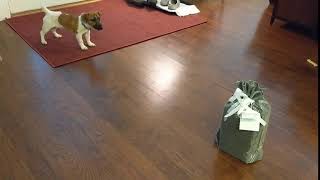 DOG VS GIFT by kbad73 47,222 views 4 years ago 5 seconds