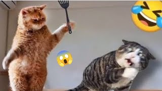 funniest animals videos 😂 funniest cats and dogs 🐶😺 new funny videos