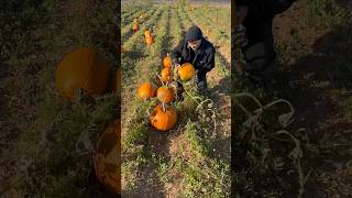 Fall is HERE! Pumpkin Patching is the best activity. 🎃 #pumpkinpatch #pumpkineverything #fallvibes