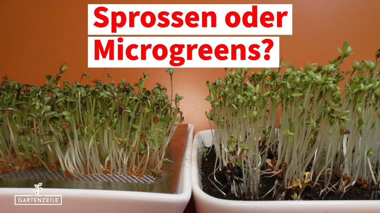 Im Trend: Gesunde Keimpflanzen -  Microgreens aus Oberbayern | Unser Land | BR