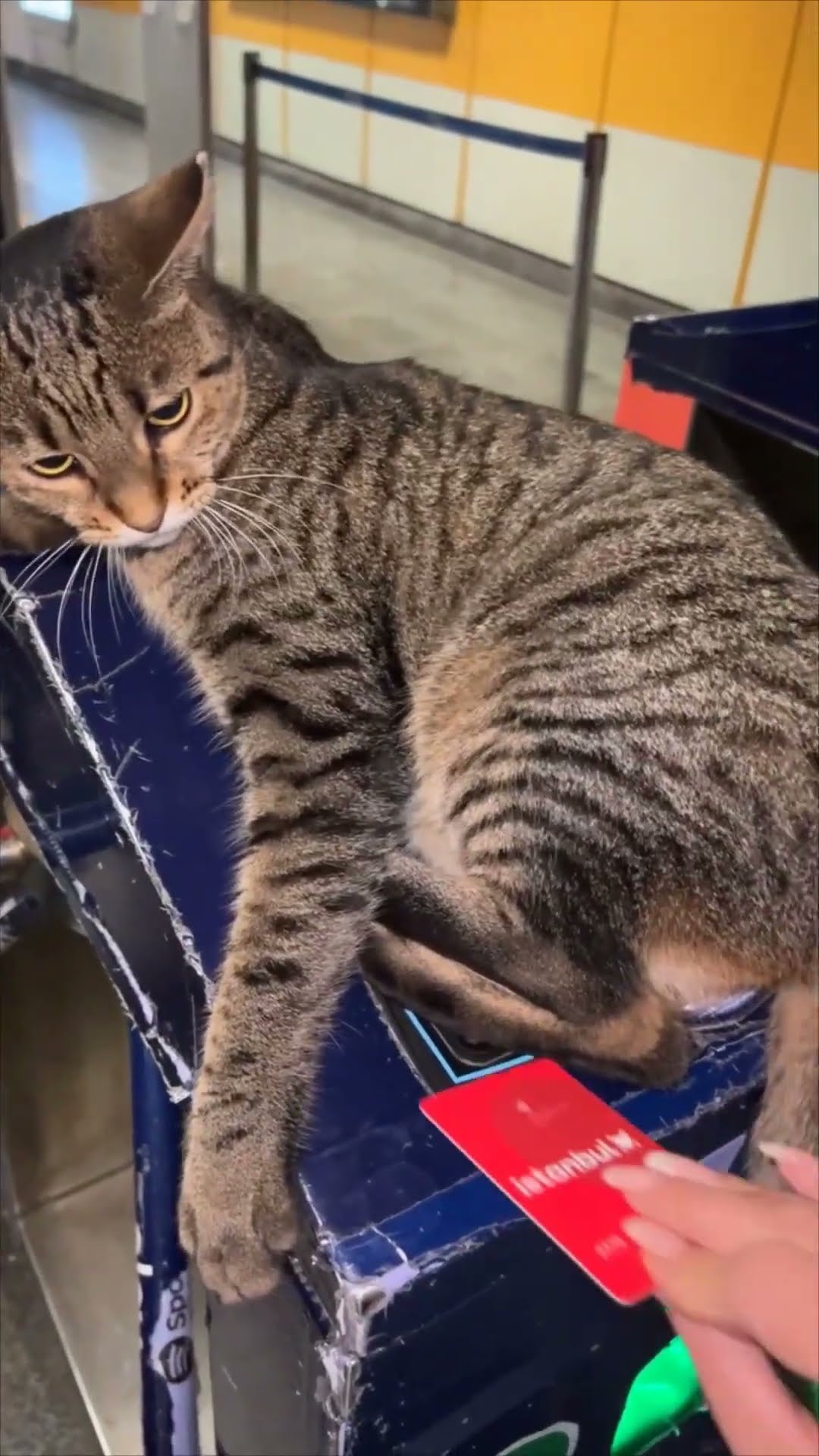 Playful Cat Blocks Woman from Scanning Her Metro Card