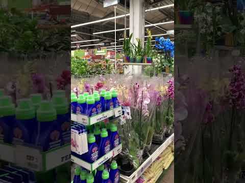 ОБИ Лахта. Привоз
