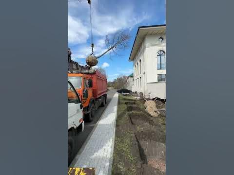 Посадка Лип - YouTube