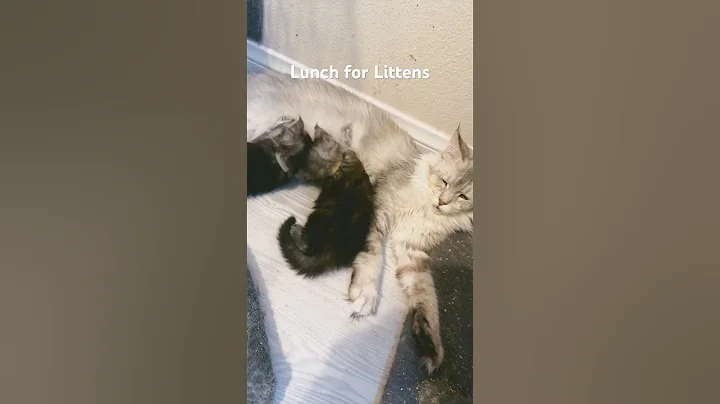 Video 3485371: mainecooncat mainecoons, catlover kitty mainecooncats pet, mainecooncats catlover kitty cute, kitty wash