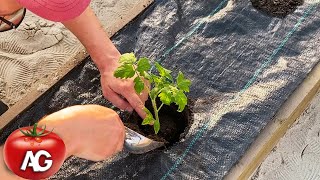 Put this in the hole when planting the seedlings and forget about fertilizing! by Amazing garden 7,333 views 1 month ago 2 minutes, 26 seconds