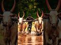மாட்டு பொங்கல் நல்வாழ்த்துக்கள் #vibes #tamil #vivasayam #vivasayi #farming #farmer #viral #pongal