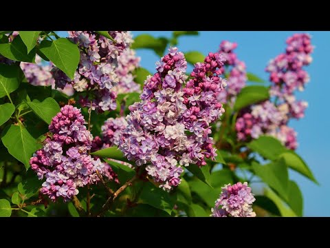 Video: Jaunas Pīlādžu šķirnes Jūsu Dārzam