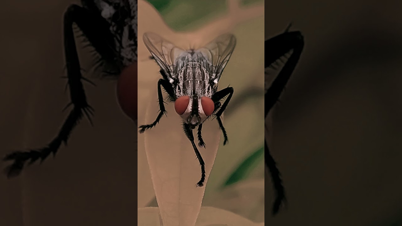 Sarcophaga carnaria fly 