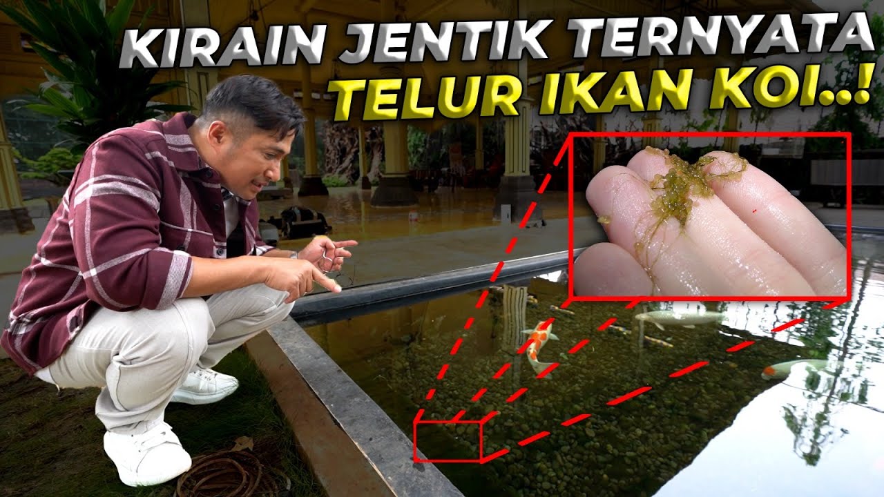 BUKTI KOLAM PENDOPO SANGAT NYAMAN IKAN KOI LANGSUNG BERTELUR DAN MENETAS..!