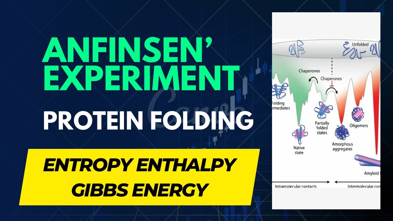 Anfinsen’ Dogma | Protein Folding Thermodynamics | Part-2