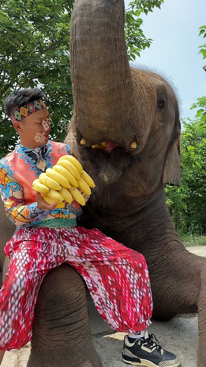 Really enjoy the elephant eating banana