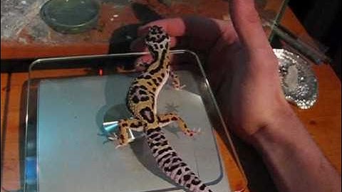 Leopard gecko update #12