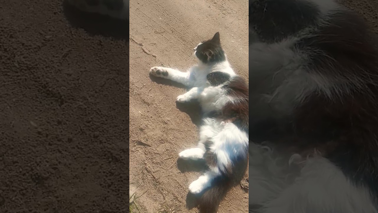 It's warm and cats can lie on the ground. 