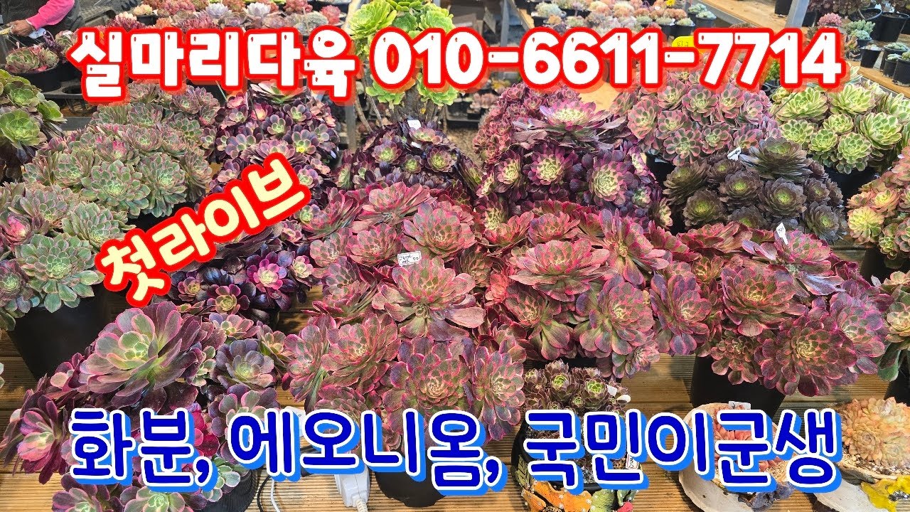 💥[3월 3일 라이브] 실마리다육 010-6611-7714(카드가능) 이사전 자리빼요~♡