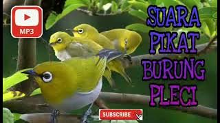 Suara Pikat Burung Pleci | Burung Mata Putih