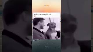 Naik Anjing Aja Naik Anjing