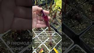 Каллы подрастают   готовим к продаже