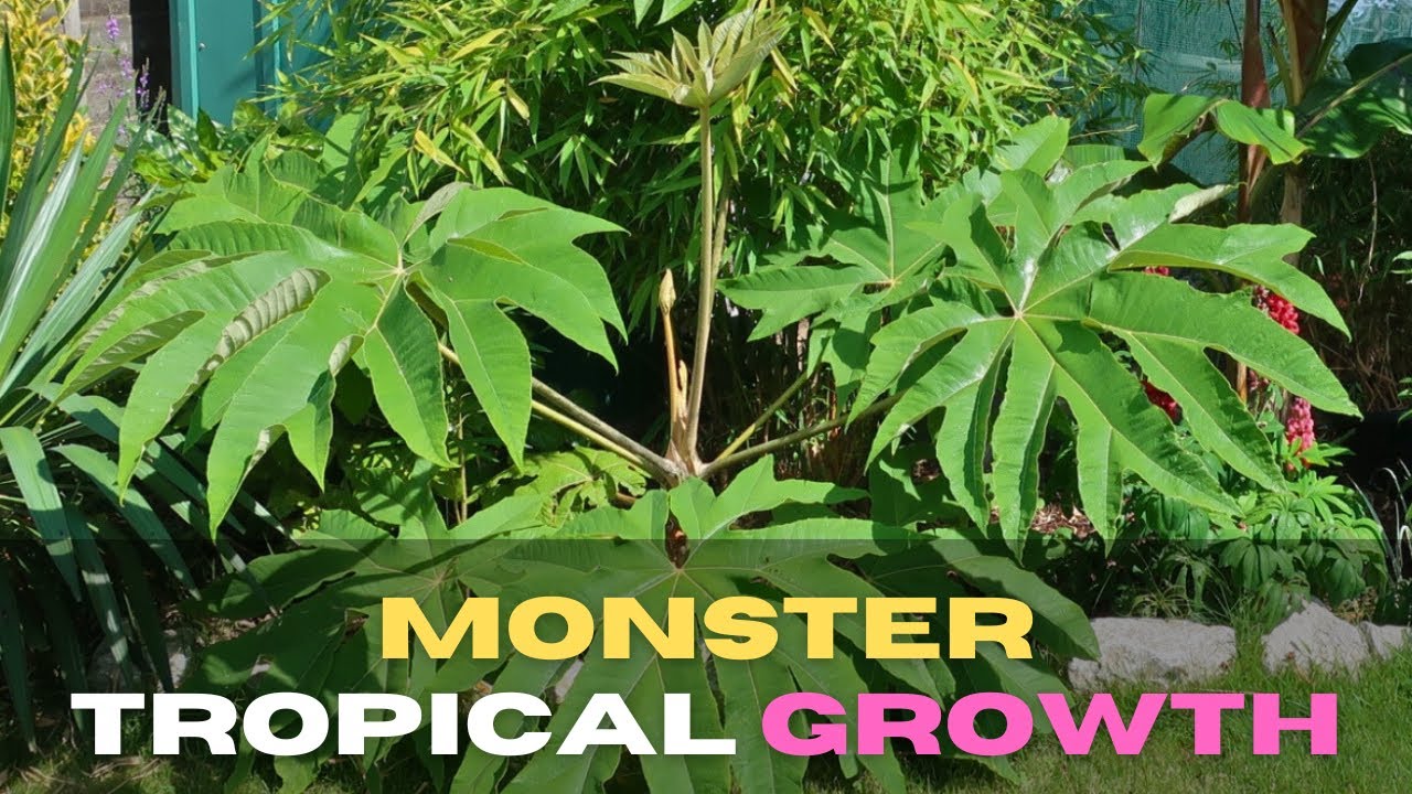Tropical Plants That Grow So Fast It’s UNREAL! Monster Tropical Plant Growth