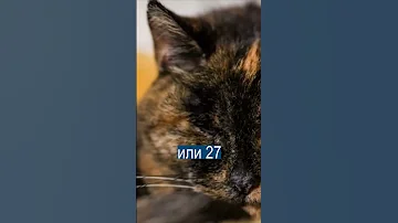 Самой старой кошке 120 лет