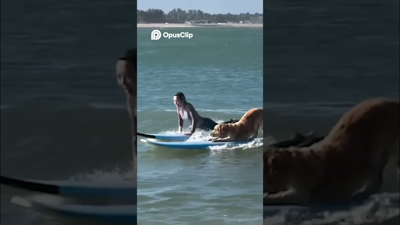 Fails Flash Animal 7 🤣🤣