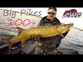 BIG PIKE Fishing! Ловля ТРОФЕЙНОЙ ЩУКИ! CWC