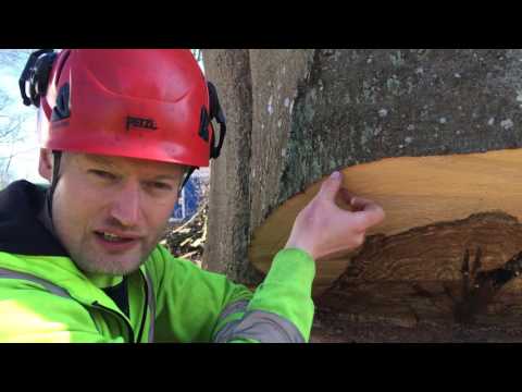 Video: Hellige Træer - Alternativ Visning