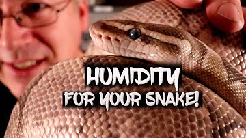 Managing humidity in your snake enclosure