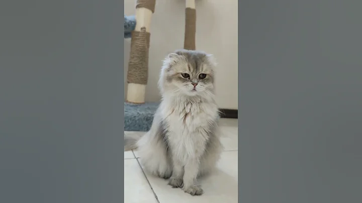 Video 3552411: scottish british cat, scottishfold british, scottishfold cats catlover, britishlonghair catlover