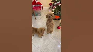Thumbnail of Jingle Bells Doggie Style! #shorts #jinglebells